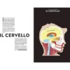 Anatomia