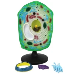 Modello cellula vegetale