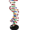 Modello dna