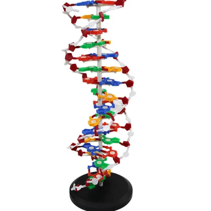Modello dna