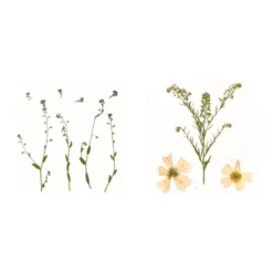 Pressa per foglie e fiori
