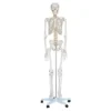 Scheletro umano cm 180 h