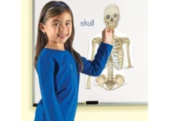 Schema corporeo con organi - human body