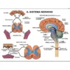 Tavole anatomiche fronte retro