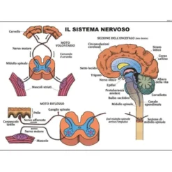 Tavole anatomiche fronte retro