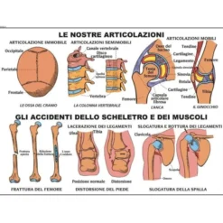 Tavole anatomiche fronte retro