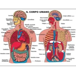 Tavole anatomiche fronte retro