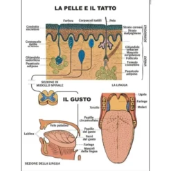 Tavole anatomiche fronte retro