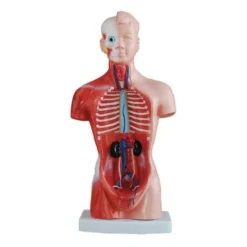 Tronco umano scomponibile cm 26 h