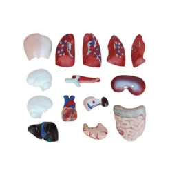 Tronco umano scomponibile cm 26 h