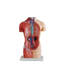 Tronco umano scomponibile cm 42 h