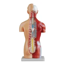 Tronco umano scomponibile cm 42 h